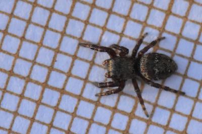 <i>Dendryphantes rudis</i>
