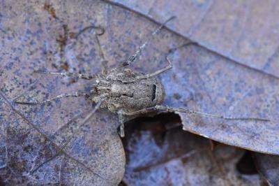 Odiellus spinosus