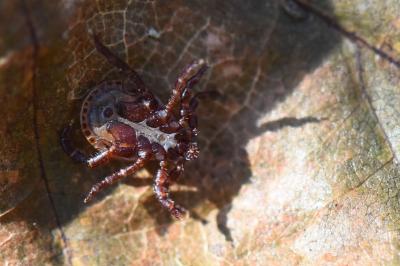 Dermacentor reticulatus
