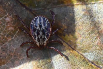 Dermacentor reticulatus