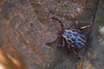 <i>Dermacentor reticulatus</i>