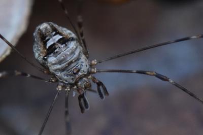 <i>Dicranopalpus ramosus</i>