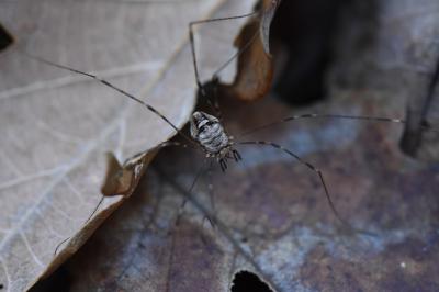 <i>Dicranopalpus ramosus</i>
