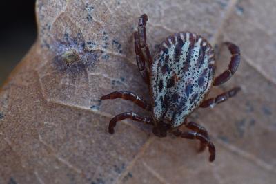 <i>Dermacentor reticulatus</i>