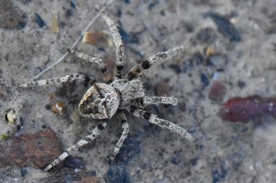 Araneus angulatus