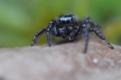 <i>Dendryphantes rudis</i>