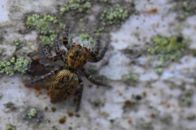 <i>Carrhotus xanthogramma</i>