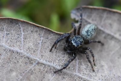 <i>Dendryphantes rudis</i>