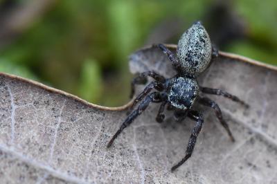 <i>Dendryphantes rudis</i>