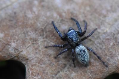 <i>Dendryphantes rudis</i>