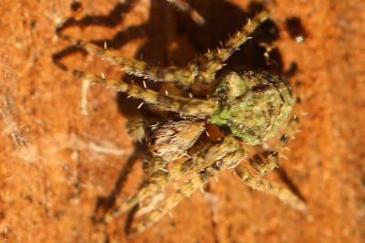 <i>Gibbaranea gibbosa</i>