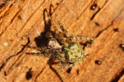 Gibbaranea gibbosa