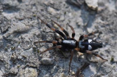 <i>Kishidaia conspicua</i>