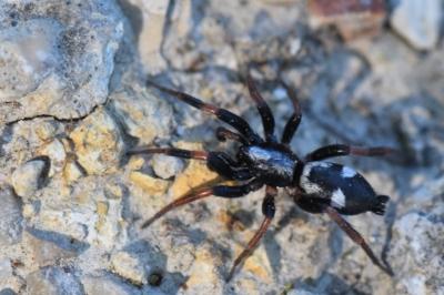 <i>Kishidaia conspicua</i>