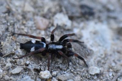 <i>Kishidaia conspicua</i>