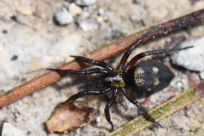 <i>Callilepis</i>