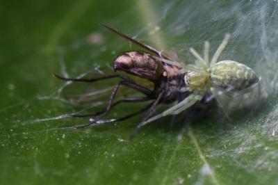 <i>Nigma walckenaeri</i>