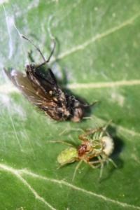<i>Nigma walckenaeri</i>