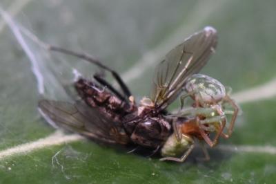 <i>Nigma walckenaeri</i>
