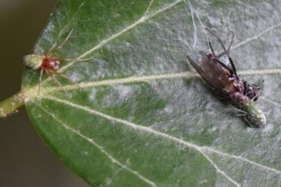 <i>Nigma walckenaeri</i>