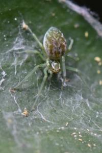 <i>Nigma walckenaeri</i>