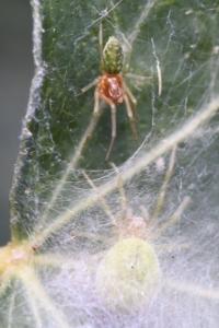 <i>Nigma walckenaeri</i>
