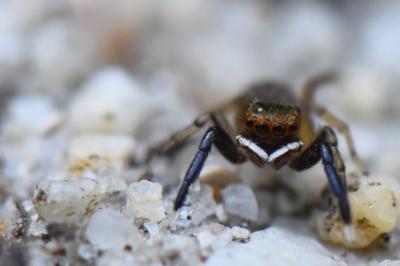 <i>Euophrys frontalis</i>