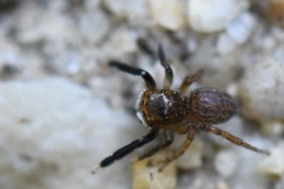 <i>Euophrys frontalis</i>