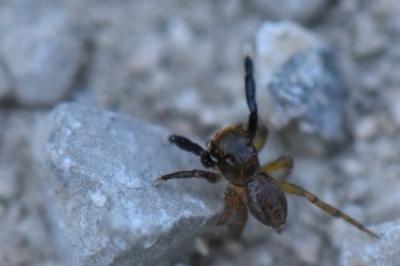 <i>Euophrys frontalis</i>