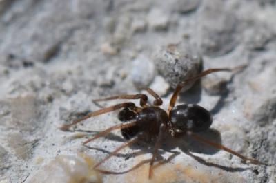 Phrurolithus festivus