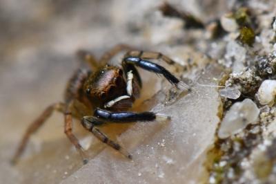 <i>Euophrys frontalis</i>