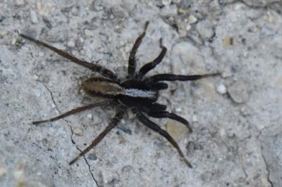 Alopecosa pulverulenta