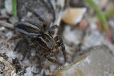 <i>Phlegra fasciata</i>
