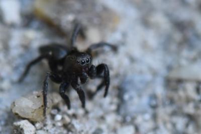 <i>Phlegra fasciata</i>