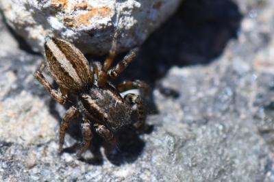 <i>Phlegra fasciata</i>
