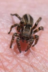 <i>Phlegra fasciata</i>