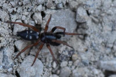 <i>Phaeocedus braccatus</i>