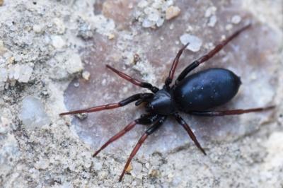 <i>Trachyzelotes pedestris</i>