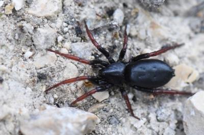 <i>Trachyzelotes pedestris</i>