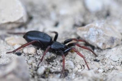 <i>Trachyzelotes pedestris</i>