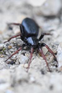 <i>Trachyzelotes pedestris</i>