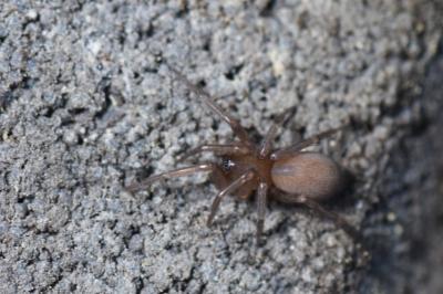 <i>Cicurina cicur</i>