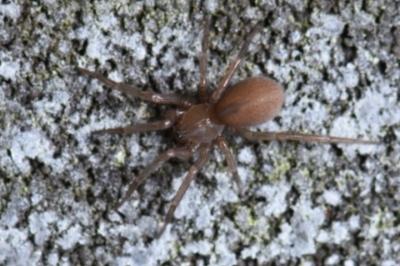 <i>Cicurina cicur</i>