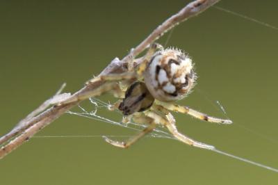 Neoscona adianta