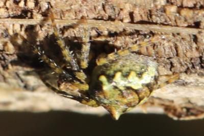<i>Gibbaranea gibbosa</i>
