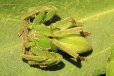 <i>Micrommata ligurina</i>