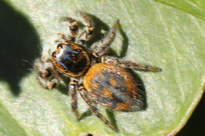 <i>Carrhotus xanthogramma</i>