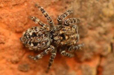 Pseudeuophrys erratica