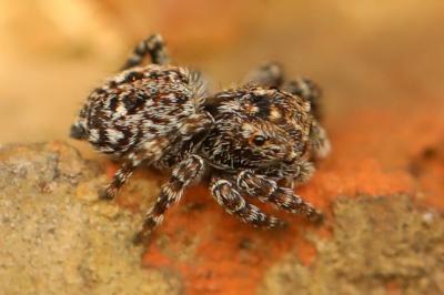 <i>Pseudeuophrys erratica</i>