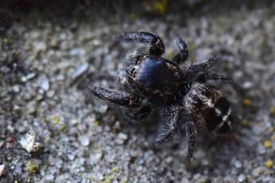 <i>Pellenes tripunctatus</i>